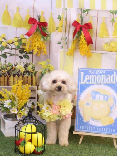 20240410リコちゃん